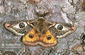 Attēlu rezultāti vaicājumam “Saturnia pavonia female”