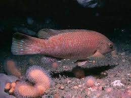 Image result for Labrus bergylta