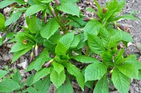 Attēlu rezultāti vaicājumam “Scopolia carniolica leaf”
