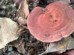 Attēlu rezultāti vaicājumam “Ombrophila violacea”