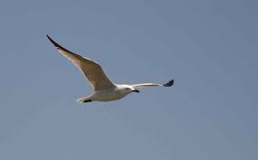 Image result for Larus audouinii