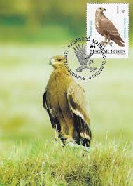 Attēlu rezultāti vaicājumam “Aquila pomarina”