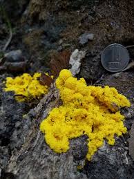 Attēlu rezultāti vaicājumam “Fuligo septica var. candida spores”