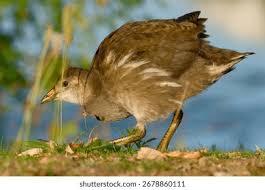 Attēlu rezultāti vaicājumam “Gallinula chloropus juvenile”