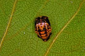 Attēlu rezultāti vaicājumam “Adalia bipunctata larva”