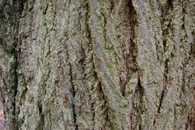 Attēlu rezultāti vaicājumam “Pterocarya fraxinifolia leaf”