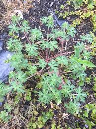 Attēlu rezultāti vaicājumam “Geranium sylvaticum bud”