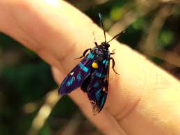 Attēlu rezultāti vaicājumam “Zygaenidae”