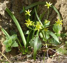 Attēlu rezultāti vaicājumam “Gagea lutea leaf”