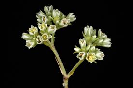 Attēlu rezultāti vaicājumam “Scleranthus perennis flower”