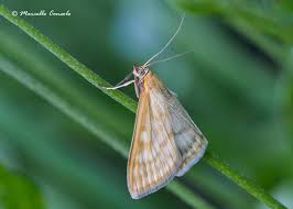 Attēlu rezultāti vaicājumam “Sitochroa verticalis”