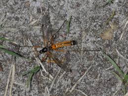 Attēlu rezultāti vaicājumam “Dictenidia bimaculata male”