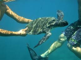 Image result for Caretta caretta