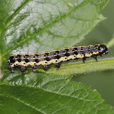 Attēlu rezultāti vaicājumam “Orthosia miniosa imago”