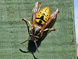 Image result for East Kilbride Wasps