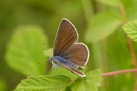 Attēlu rezultāti vaicājumam “Cyaniris semiargus”