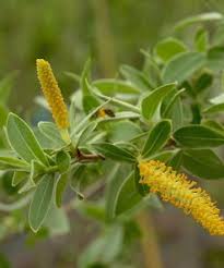 Attēlu rezultāti vaicājumam “Salix alba var. sericea”