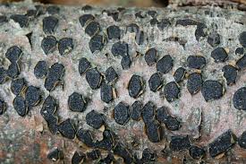 Attēlu rezultāti vaicājumam “Diatrype disciformis”