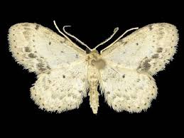 Attēlu rezultāti vaicājumam “Idaea dimidiata”