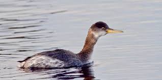 Attēlu rezultāti vaicājumam “Podiceps grisegena adult”
