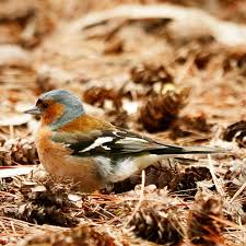 Attēlu rezultāti vaicājumam “Fringilla coelebs male”