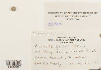 Attēlu rezultāti vaicājumam “Didymodon fallax var. brevifolius”