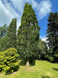 Attēlu rezultāti vaicājumam “Quercus robur fo. pectinata”