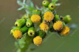 Attēlu rezultāti vaicājumam “Senecio vulgaris flower”