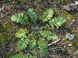 Attēlu rezultāti vaicājumam “Jacobaea vulgaris leaf”