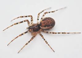 Attēlu rezultāti vaicājumam “Neriene montana”