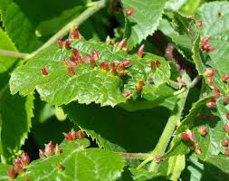 Attēlu rezultāti vaicājumam “Eriophyes tiliae”