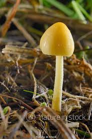 Attēlu rezultāti vaicājumam “Bolbitius vitellinus”