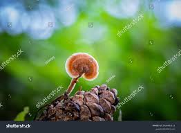 Attēlu rezultāti vaicājumam “Auriscalpium vulgare”