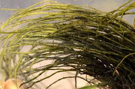 Attēlu rezultāti vaicājumam “Lemanea fluviatilis”