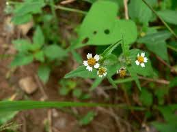 Attēlu rezultāti vaicājumam “Galinsoga quadriradiata flower”