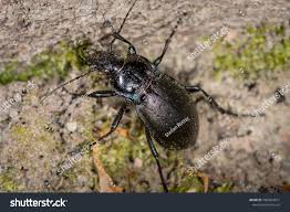 Attēlu rezultāti vaicājumam “Carabus nemoralis”