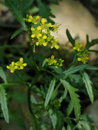 Attēlu rezultāti vaicājumam “Sisymbrium altissimum”
