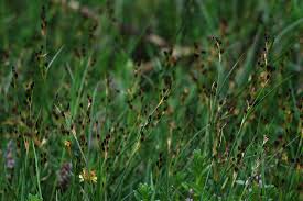 Attēlu rezultāti vaicājumam “Juncus gerardii leaf”