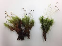 Attēlu rezultāti vaicājumam “Dicranum polysetum sporophyte”