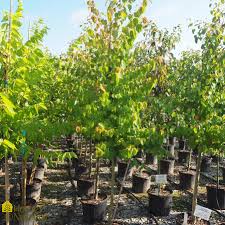 Attēlu rezultāti vaicājumam “Cercidiphyllum japonicum”