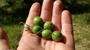 Attēlu rezultāti vaicājumam “Prunus cerasifera fruit”