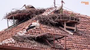 Attēlu rezultāti vaicājumam “Ciconia ciconia nest”