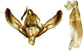 Attēlu rezultāti vaicājumam “Agrotis vestigialis”