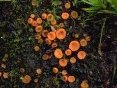 Attēlu rezultāti vaicājumam “Octospora humosa”