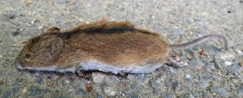 Attēlu rezultāti vaicājumam “Apodemus agrarius”