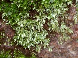 Attēlu rezultāti vaicājumam “Taxiphyllum wissgrillii”