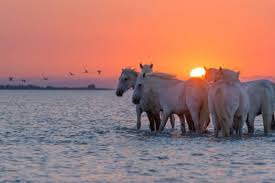 Image result for parque natural de camargue