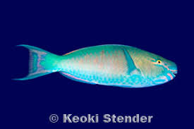 Image result for Scarus rubroviolaceus