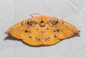 Attēlu rezultāti vaicājumam “Drepanidae”