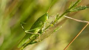 Attēlu rezultāti vaicājumam “Tettigoniodea”